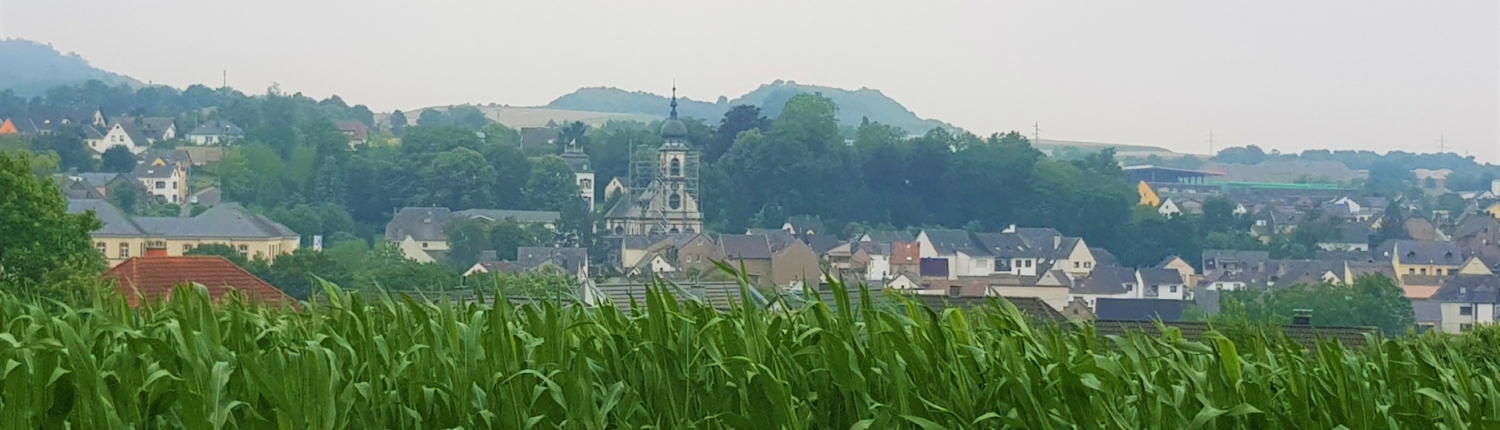 Blick auf Saffig. Im Vordergrund befindet sich ein Maisfeld, im Hintergrund sieht man den Kirchturm in Gerüst - Martina Wagner Immobilien